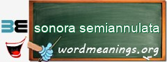 WordMeaning blackboard for sonora semiannulata